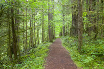 WA, Gifford Pinchot National Forest, Lewis River trail near ... von Danita Delimont