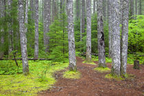 WA, Gifford Pinchot National Forest, Lewis River trail von Danita Delimont