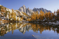 Washington, Prusik peak and larch trees reflected in Sprite ... von Danita Delimont