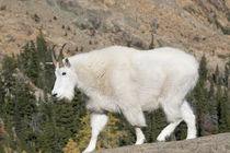 USA, Washington State, Alpine Lakes Wilderness, Mountain goat von Danita Delimont