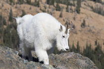 Washington State, Alpine Lakes Wilderness, Mountain goat, Nanny by Danita Delimont