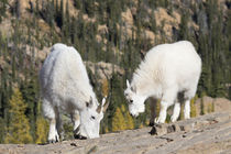 Washington State, Alpine Lakes Wilderness, Mountain goats, N... by Danita Delimont