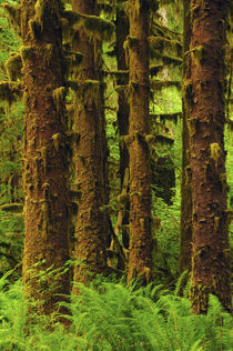 Sitka Spruce and Sword Ferns, Hoh Rain Forest, Olympic Natio... by Danita Delimont