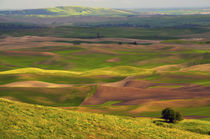 View of Palouse from Steptoe Butte of Cultivation Patterns, ... von Danita Delimont