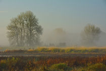 Misty Morning, Ridgefield National Wildlife Refuge, Ridgefie... von Danita Delimont