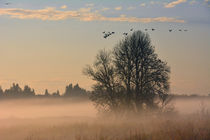 Misty Morning, Ridgefield National Wildlife Refuge, Ridgefie... by Danita Delimont