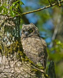 Juvenile Great Horned Owl, Ridgefield National Wildlife Refu... by Danita Delimont