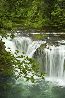 Lower Lewis Falls, Lewis River, Gifford-Pinchot National For... von Danita Delimont