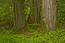 Western Hemlock, cedar, Grove of the Patriarchs, Mount Raini... by Danita Delimont