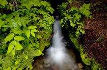 Mountaineer Creek near Lake Stuart, Alpine Lakes Wilderness,... by Danita Delimont