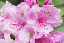 Washington State, Bellevue, Rhododendron by Danita Delimont