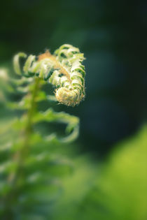 Garden Fern von Danita Delimont