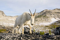 USA, Washington, Cascade Range, Okanogan-Wenatchee National ... by Danita Delimont