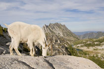 USA, Washington, Cascade Range, Okanogan-Wenatchee National ... by Danita Delimont