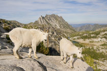 USA, Washington, Cascade Range, Okanogan-Wenatchee National ... by Danita Delimont