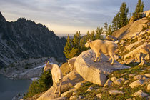 USA, Washington, Cascade Range, Okanogan-Wenatchee National ... von Danita Delimont