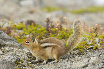 USA, Washington, North Cascades National Park, Copper Ridge von Danita Delimont