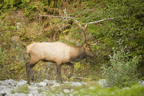 Washington, Olympic Peninsula, Olympic National Park, east f... von Danita Delimont