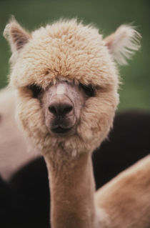 Washington, San Juan Island, Close up of Alpaca Ranch by Danita Delimont