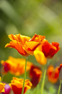 Poppies in Full Bloom von Danita Delimont