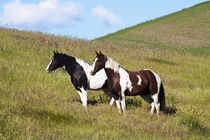Horses on the hill side by Danita Delimont