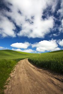 Back Country Road Through Spring Wheat Field von Danita Delimont