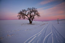 Sunset Bathed Lone Tree in Snow covered Winter Field von Danita Delimont