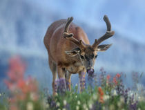 Mule deer in velvet, Olympic National Park, Washington State, USA by Danita Delimont