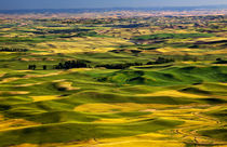Yellow Green Wheat Fields and Farms from Steptoe Butte Palou... von Danita Delimont