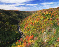 USA, West Virginia, Blackwater Falls State Park, View of Bla... by Danita Delimont