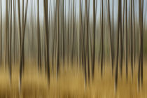 Blurred motion treatment of fallen ghost trees, Yellowstone ... von Danita Delimont