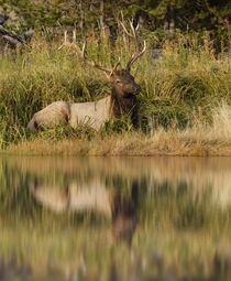 Bull Elk along Madison River, Yellowstone National Park, Wyoming. by Danita Delimont