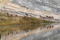 Herd of Elk and reflection, Canary Spring, Yellowstone Natio... by Danita Delimont