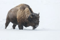 USA, Wyoming, Yellowstone National Park von Danita Delimont