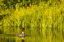 Female Barrows Goldeneye in Grand Teton National Park, Wyoming, USA von Danita Delimont