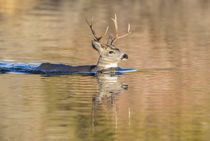 Wyoming, Sublette County, Mule deer buck swimming lake to mi... von Danita Delimont