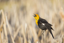 Yellow-headed Blackbird calling von Danita Delimont