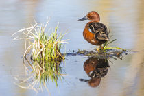 Male Cinnamon Teal with reflection by Danita Delimont