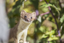 Long-tailed Weasel von Danita Delimont