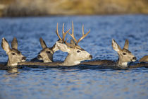 Mule Deer Swimming Lake von Danita Delimont