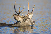 Mule Deer buck swimming von Danita Delimont