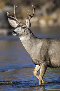 Mule deer buck in river by Danita Delimont