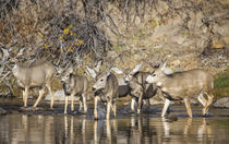 Mule Deer crossing river by Danita Delimont