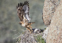 Red-tailed Hawk leaving nest von Danita Delimont
