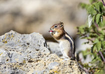 Golden-mantled Ground Squirrel eating raspberry von Danita Delimont