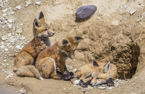 Three Red Fox kits at densite by Danita Delimont