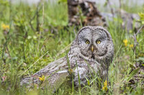 Great Gray Owl on Ground by Danita Delimont