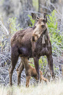 Nursing Moose Calf von Danita Delimont