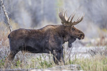 Bull Moose by Danita Delimont