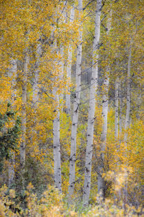 Fall snowstorm, aspen trees, Grand Teton national Park by Danita Delimont